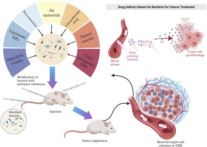 Fig.1 The applications of engineered bacteria in cancer therapy. (OA Literature)