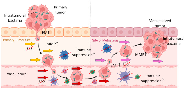 Fig.1 Microbiota as key driver in tumor metastases. (OA Literature)