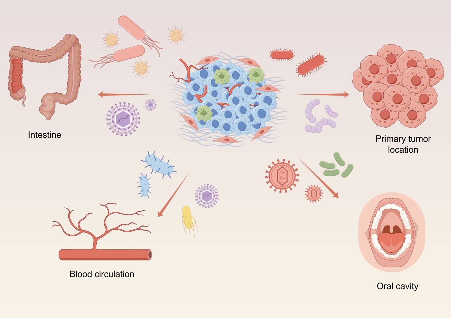 Fig.1 Elucidating the genesis of intratumoral microbiota. (OA Literature)