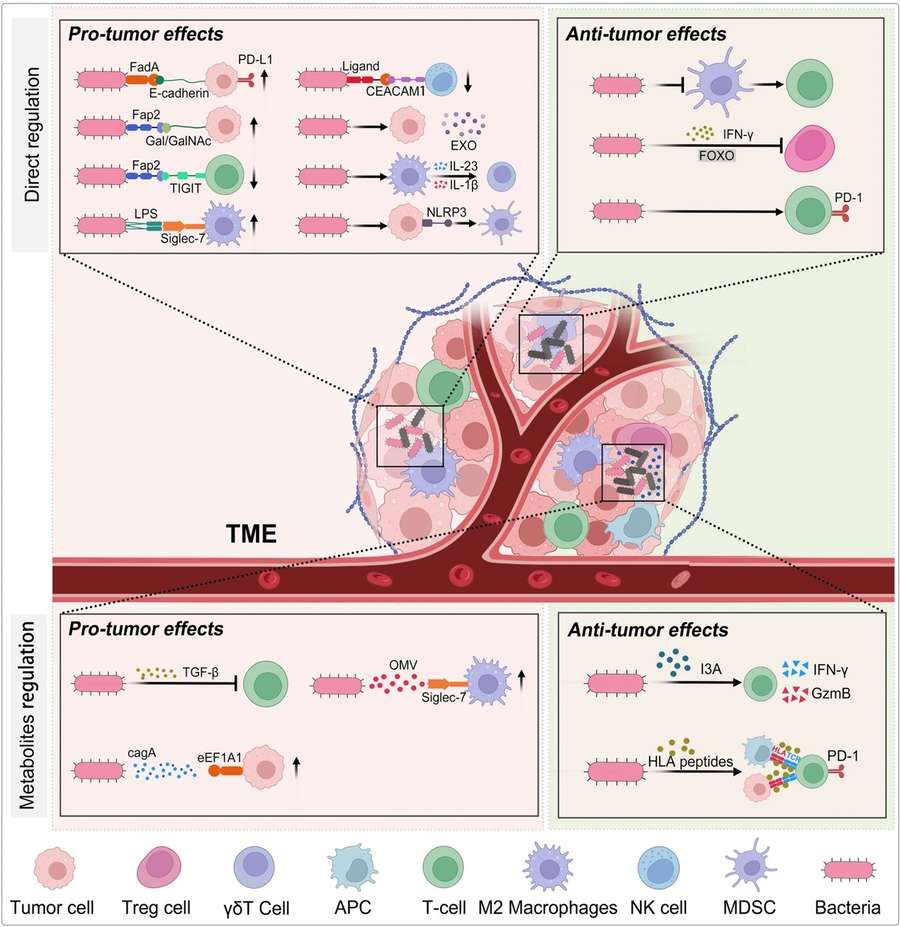 Fig.1 Intratumoral microbiome exert pro-tumor and anti-tumor effects through immune regulation. (OA Literature)