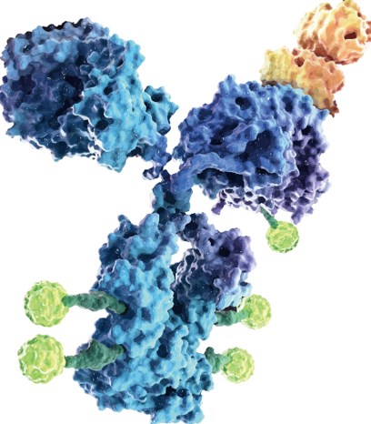 ADC’s Structure. (Creative Biolabs Original)