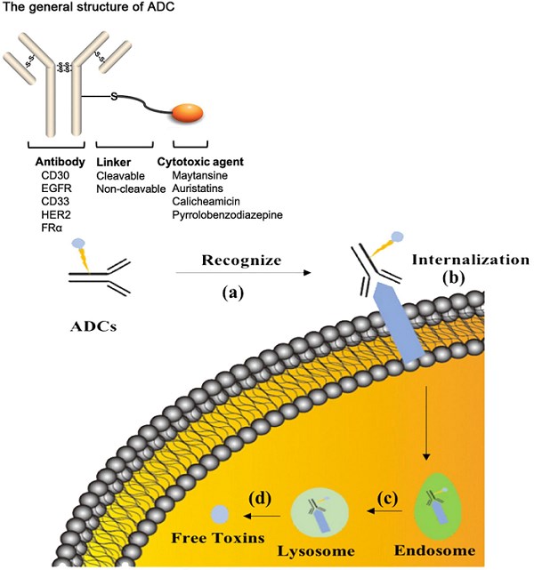 Fig.2 ADCs’ function process. (OA Literature)