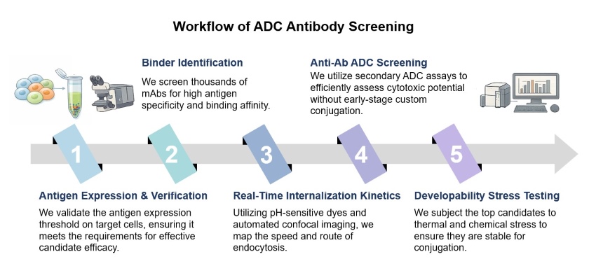 Core steps of ADC antibody screening. (Creative Biolabs Original)