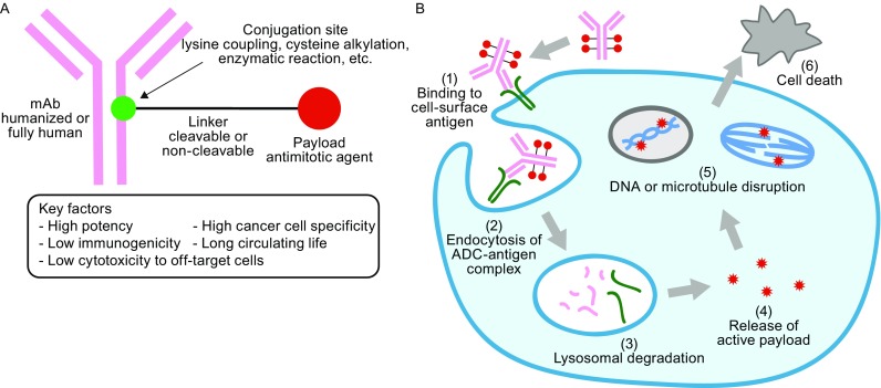 Fig.1 ADC structure and mechanism of action overview. (OA Literature)