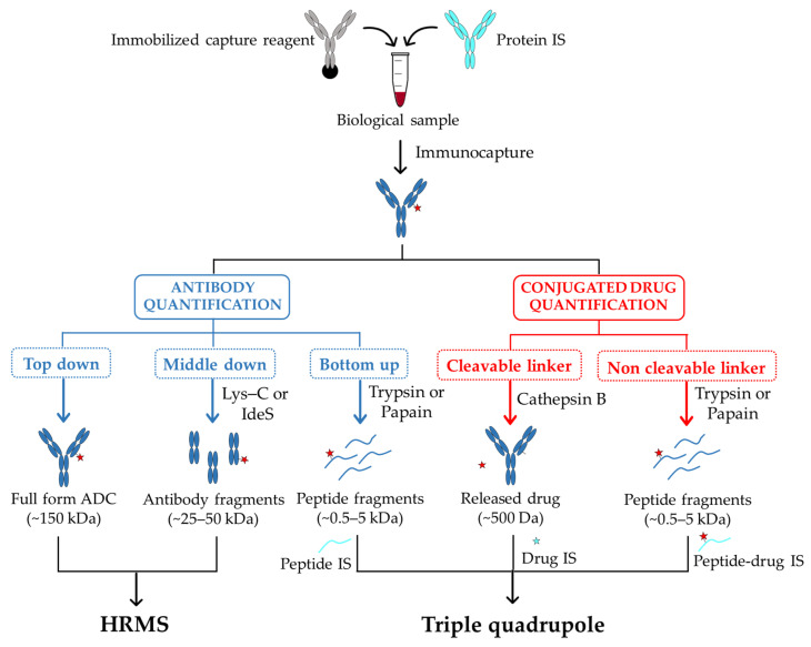 Fig.1 A typical workflow for the bioanalysis of ADCs in biological samples using LB-LC–MS/MS methods. (OA Literature)