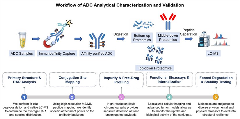 Core steps of ADC analytical characterization and validation. (Creative Biolabs Original)