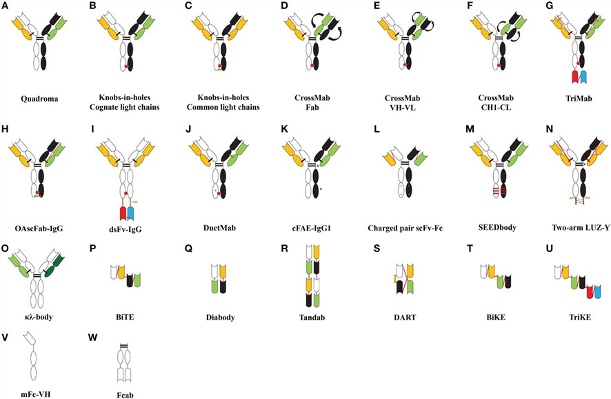 Fig.1 Diverse structural configurations and scaffolds of bispecific antibodies. (OA Literature)