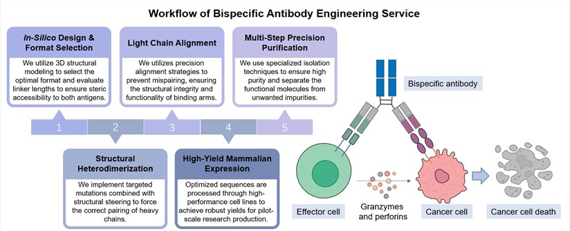 Core steps of bispecific antibody engineering. (Creative Biolabs Original)