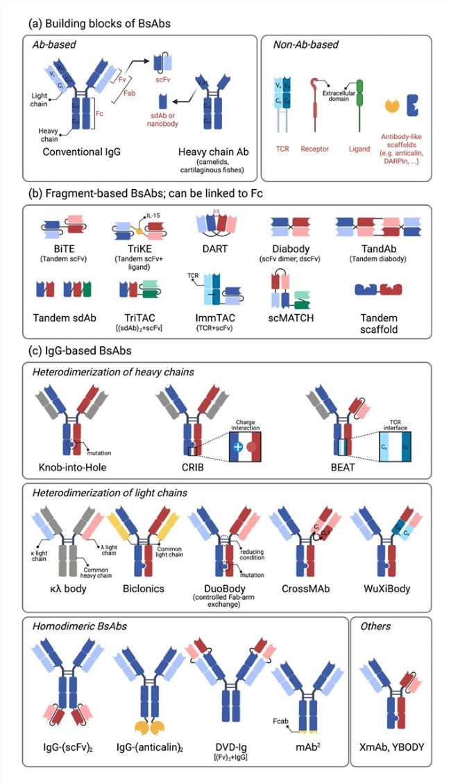 Fig.1 Bispecific antibodies' components and formats. (OA Literature)