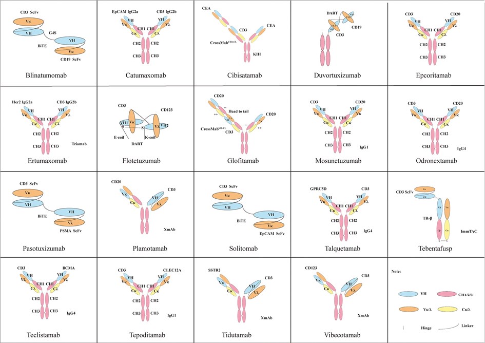 Fig.2 Classic CD3-targeting BsAb constructs. (OA Literature)