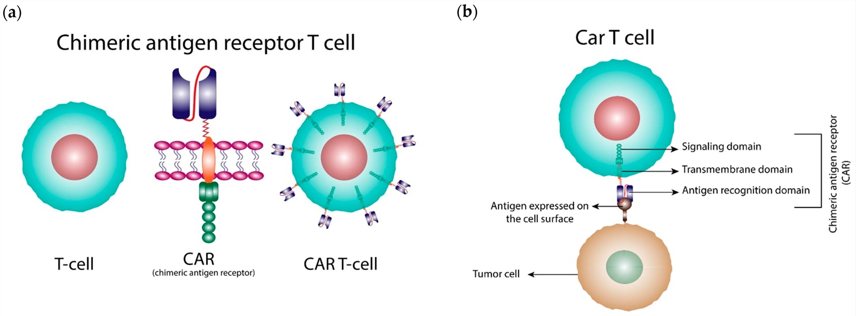 Fig.1 The construction of CAR-T cells and its mechanics of action. (OA Literature)