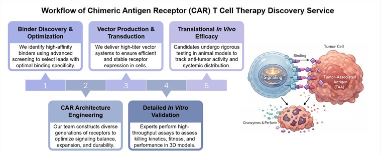 Core steps of CAR-T cell therapy discovery service. (Creative Biolabs Original)