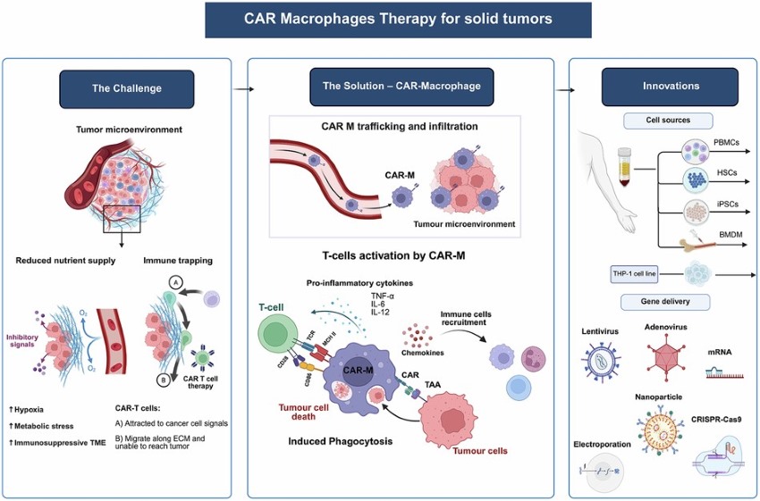 Fig.1 CAR-macrophages in solid tumors. (OA Literature)