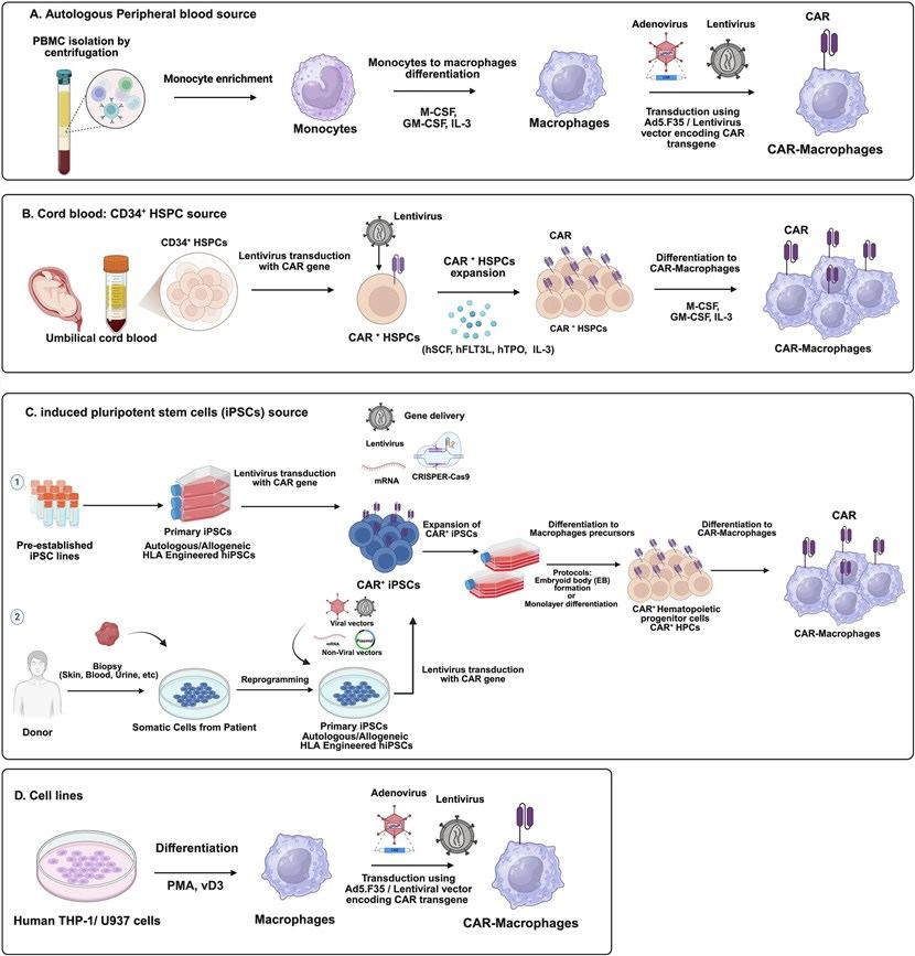 Fig.2 Cell sources for CAR-macrophage therapy. (OA Literature)