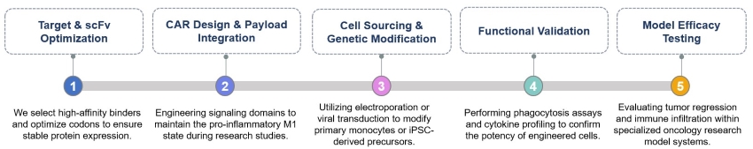 Core steps of CAR Macrophage cell therapy. (Creative Biolabs Original)