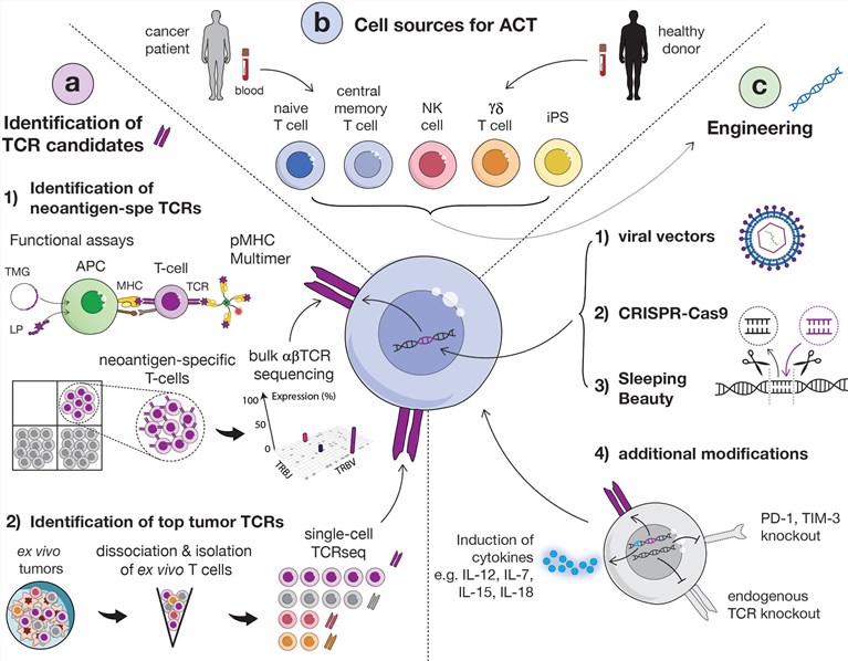 Fig.1 Identification of relevant TCRs for gene transfer therapy. (OA Literature)