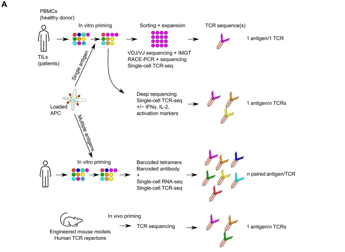 Fig.2 TCRs can be identified by sequencing T cell bulk or single cells. (OA Literature)