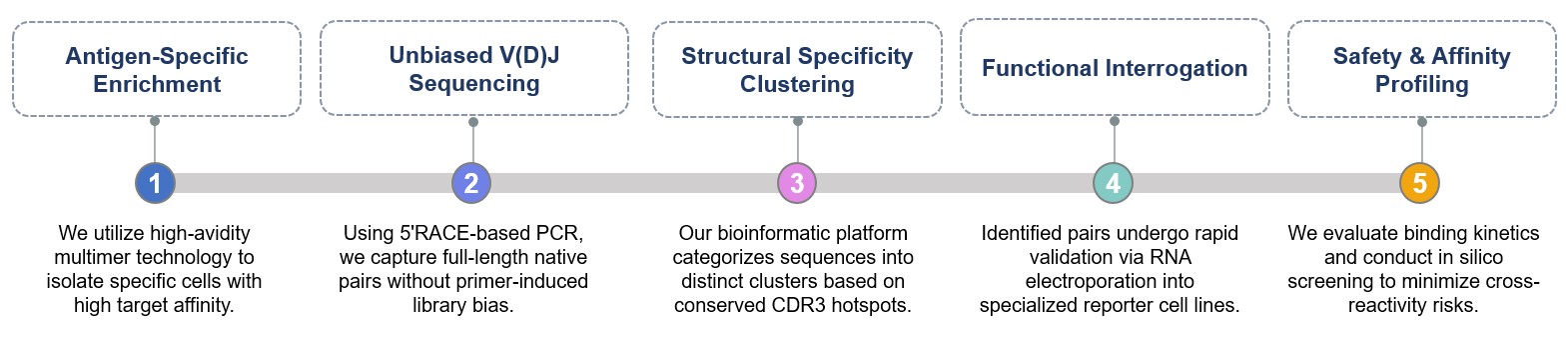 Core steps of TCR identification. (Creative Biolabs Original)