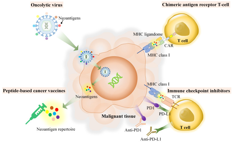 Fig.1 MHC ligandomes in various cancer immunotherapy. (OA Literature)
