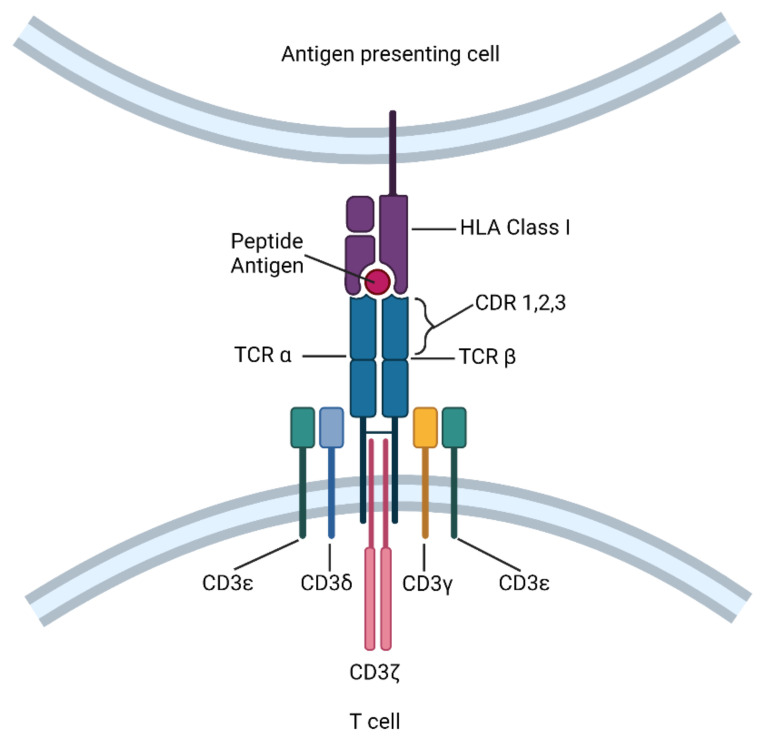 Fig.1 The T cell receptor (TCR) structure and TCR-T cell components. (OA Literature)