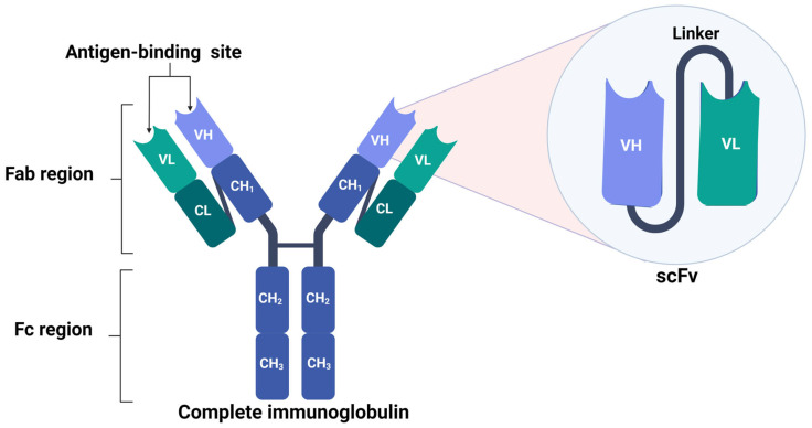 Fig.1 scFv structure is composed of the VH and VL chains of the complete antibody. (OA Literature)
