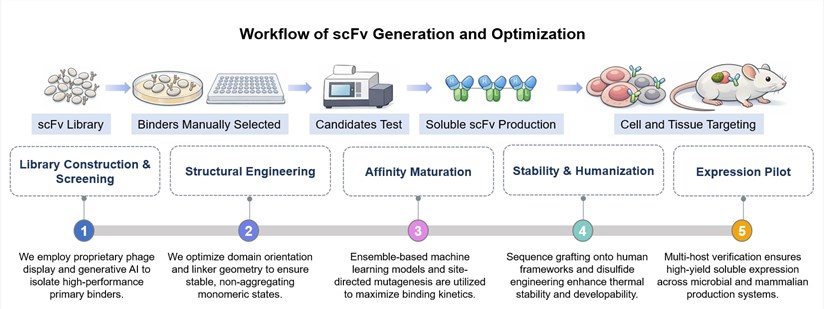 Core steps of scFv generation and optimization. (Creative Biolabs Original)
