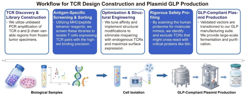 A simple procedure for TCR design construction and plasmid GLP production. (Creative Biolabs Original)