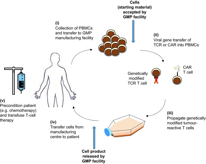 Fig.1 Streamlining production and distribution of engineered T-cell therapies. (OA Literature)