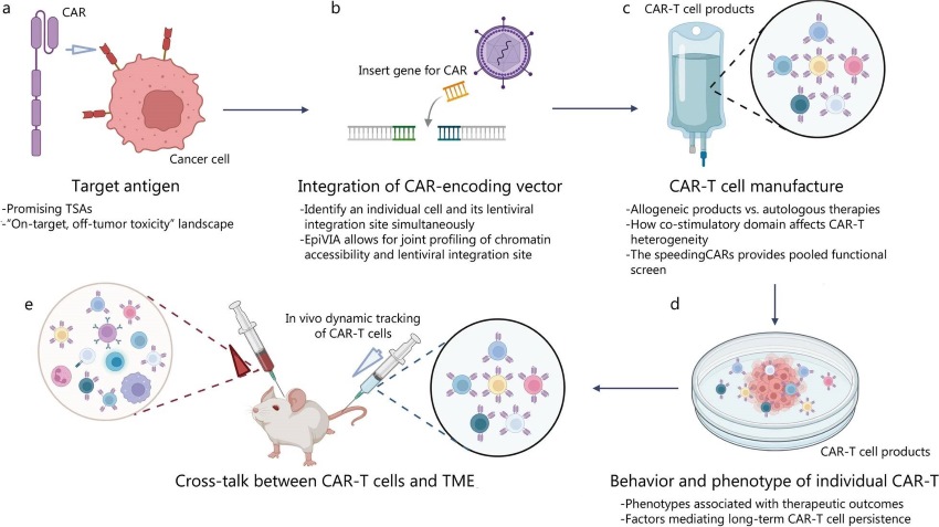 Fig.1 Unraveling CAR-T cell biology in preclinical studies using single-cell sequencing. (OA Literature)
