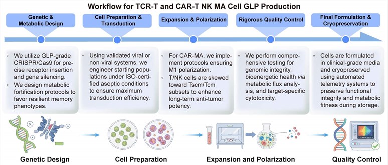 A simple procedure for TCR-T and CAR-T NK MA cell GLP production. (Creative Biolabs Original)