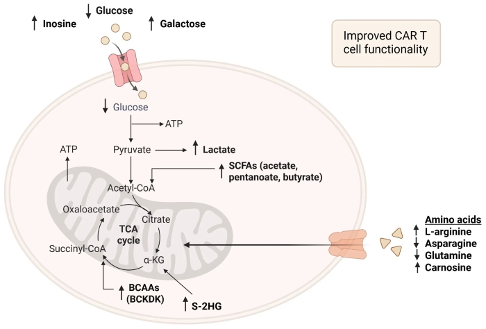 Fig.1 Enhancing CAR-T cell fitness by modulating intracellular nutrient and metabolite levels. (OA Literature)