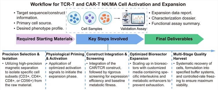 A simple procedure for TCR-T and CAR-T NK/MA cell activation and expansion. (Creative Biolabs Original)