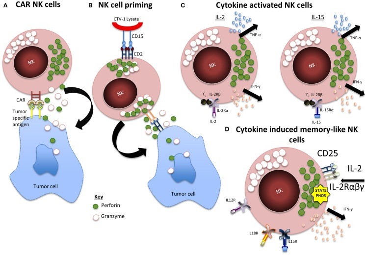 Fig.1 The regulation of NK cell activation: mechanisms and key players. (OA Literature)