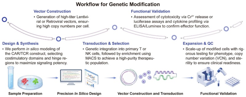 A simple procedure for genetic modification. (Creative Biolabs Original)