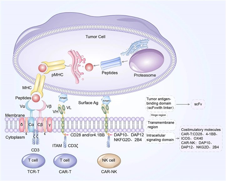 Fig.1 Blueprint of engineered immunity: a structural guide to TCR-T, CAR-T, and CAR-NK cells. (OA Literature)