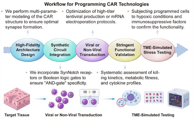 A simple procedure for programming CAR technologies. (Creative Biolabs Original)