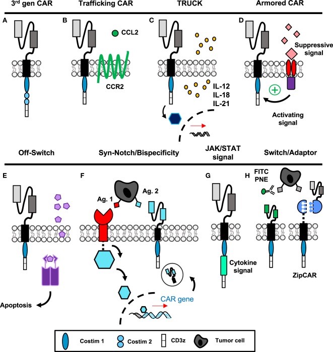 Fig.1 Fourth-generation CARs: mechanisms and strategies for improved cancer immunotherapy. (OA Literature)