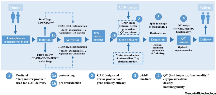 Fig.1 Navigating the challenges in CAR-Treg manufacturing. (OA Literature)