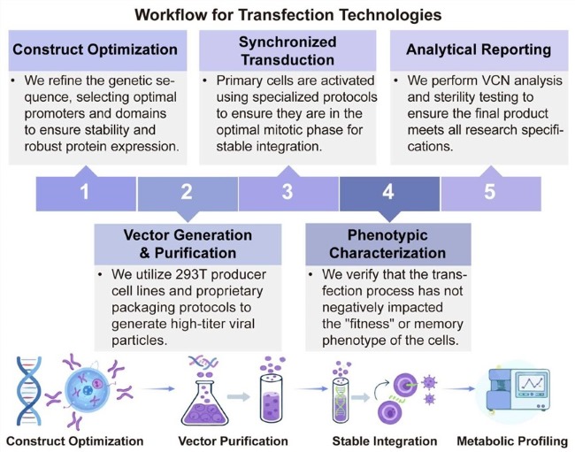 A simple procedure for transfection technologies. (Creative Biolabs Original)