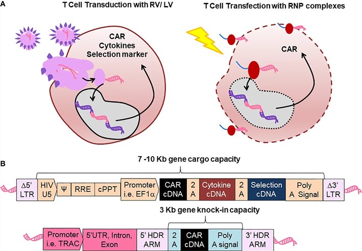 Fig.1 Advancing CAR-T cell manufacturing: comparing retroviral/lentiviral vectors and CRISPR-Cas gene editing. (OA Literature)