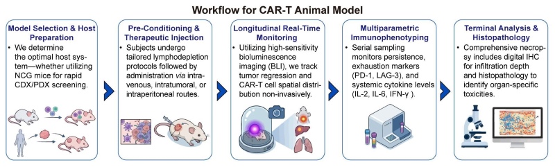 A simple procedure for CAR-T animal model. (Creative Biolabs Original)