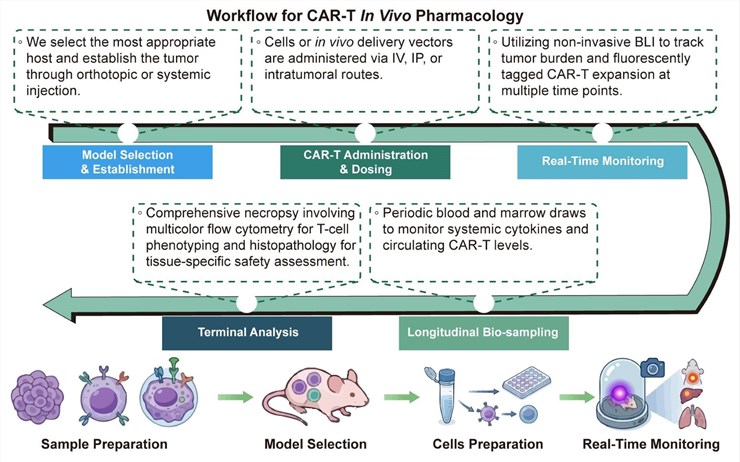 A simple procedure for CAR-T in vivo pharmacology. (Creative Biolabs Original)