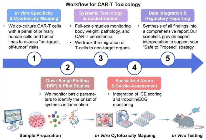 A simple procedure for CAR-T toxicology. (Creative Biolabs Original)