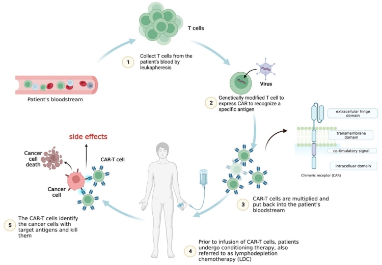Fig.1 Understanding CAR-T cell therapy: mechanisms of tumor killing and toxicity. (OA Literature)