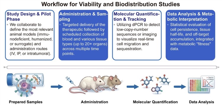 A simple procedure for viability and biodistribution studies. (Creative Biolabs Original)