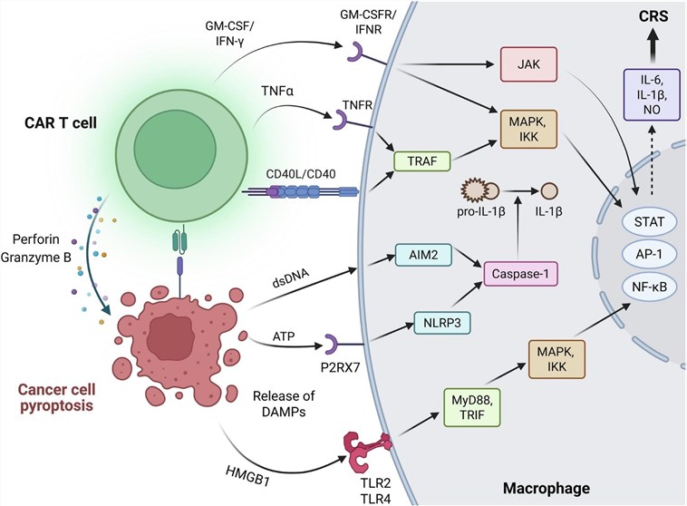 Fig.1 Macrophage activation by CAR T cell-released GM-CSF, IFN-γ, and TNF-α. (OA Literature)