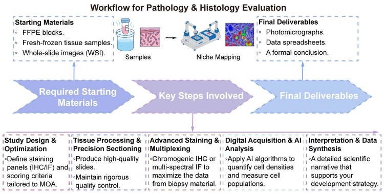 A simple procedure for pathology and histology evaluation. (Creative Biolabs Original)