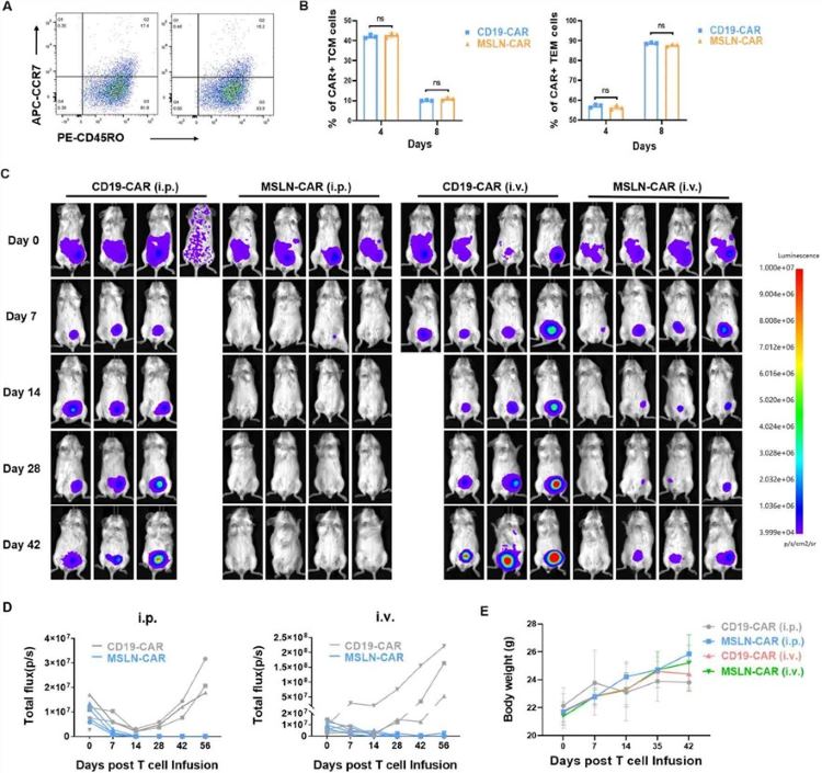 Fig.1 MSLN-CAR T cells suppress ovarian cancer growth in a preclinical xenograft model. (OA Literature)