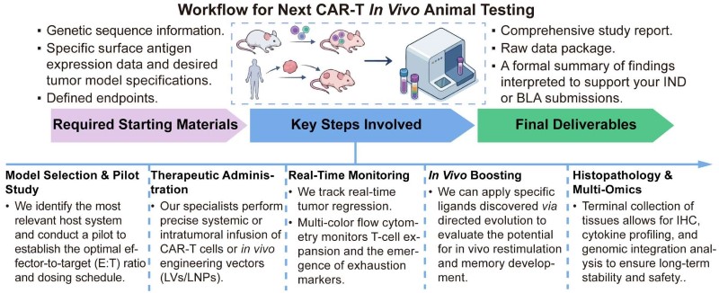 A simple procedure for next CAR-T in vivo animal testing. (Creative Biolabs Original)
