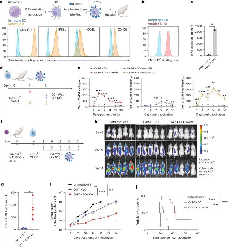 Fig.1 Amph-mimotope vaccine-labelled DCs potentiate CD19 CAR-T cell therapy against leukaemia. (OA Literature)
